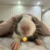 lacdungphan14