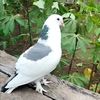ank_burung_nidek