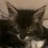 flozik_na_defe