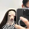 tepresakanimal