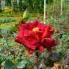 bo.aung655