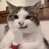 cobecutenaodo