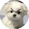 itzzmeshelzeei