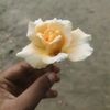 djemon95