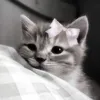 wikaskrvx