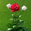 sara.ali9208