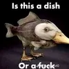 chipz258