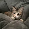 minhtnglng