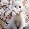 dashenfip