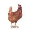 klinogo_farms_ltd