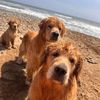 Mountain Bay Goldens