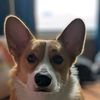 georgiethecorgi4