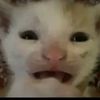 biggus_dickus001