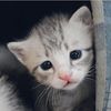 il.gatto13