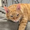 dyniakitty
