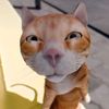 lqbal509