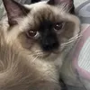 cat_lover3932