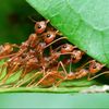 justants42