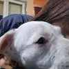 agostina_1846