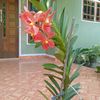 wani8546