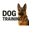 Dog training 🧿
