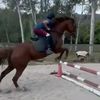 horses64362