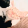 .fenzo.wuvs.u