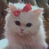 KittyLOLz