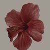 nourhanee021