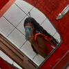 lohannysarah