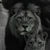 diti_januzi11111