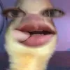 pyangkie0