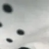 kimi67684