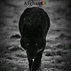 sherahmad327