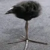 zabzabzab_z