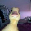 ynzstcuu