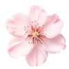 cece.flowers.1314