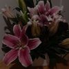 dlow_zora