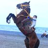 ehab.alwan