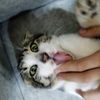 anas.morsel