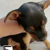 nomedacachorapandora