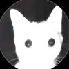 gato_blanco407
