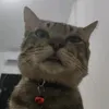 _yawu