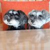 minischnauzerppuppies