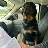 hwy.30.rottweiler