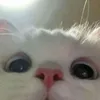 minh.phu.buon
