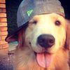 leo_13395