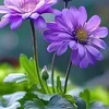 minh.hong0361
