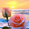 elass.alrame77966