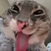 cuogg_belphi